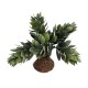 Planta
